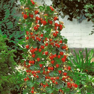 вертикальнорастущая клубника