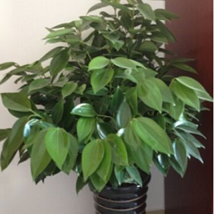 коричное дерево