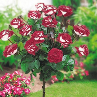 красно-белая роза (дерево)