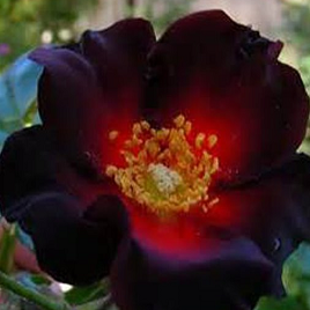 красно-черная роза Сантьяго (куст)