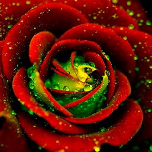 редкая красно-зеленая роза