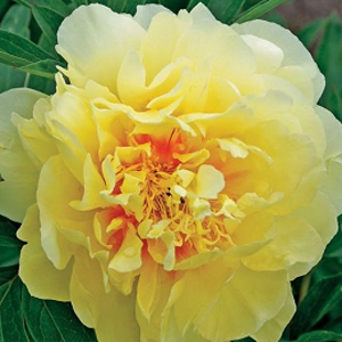 желтый пион