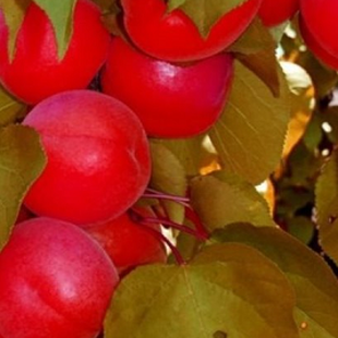 красный абрикос