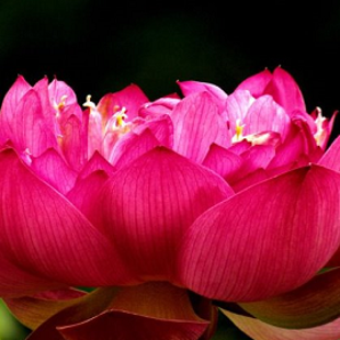 красный лотос Импресс Ву