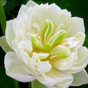 крупная белая водяная лилия