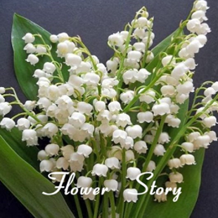 белый ландыш