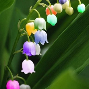 майский ландыш разноцветный