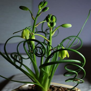 латифолия весенняя