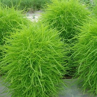 летний кипарис