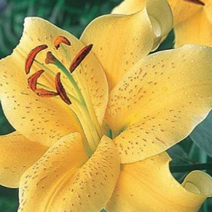 лилия Звездочет