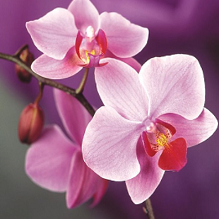 лилово-розовая орхидея