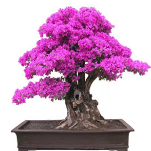 лиловый бонсай