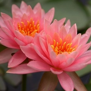 лотос Джастин Пинк