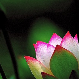 лотос Елена Рубинштейн