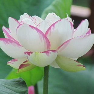 лотос Шалина