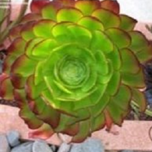 лотос псевдотрункантелла 11