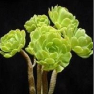 лотос псевдотрункантелла 12