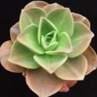 лотос псевдотрункантелла 13