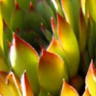 лотос псевдотрункантелла 14