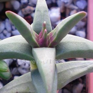 лотос псевдотрункантелла 15