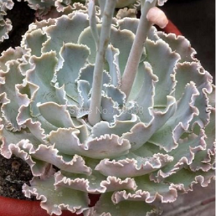 лотос псевдотрункантелла 16