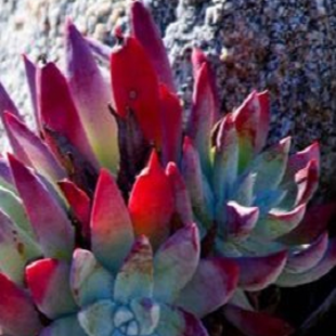 лотос псевдотрункантелла 1