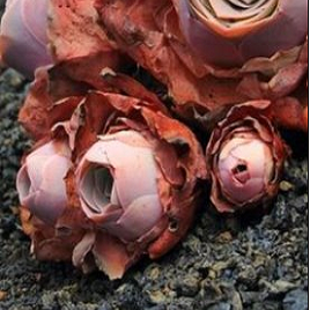 лотос псевдотрункантелла 18