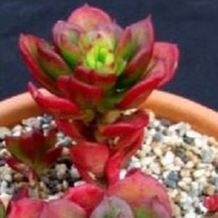 лотос псевдотрункантелла 5