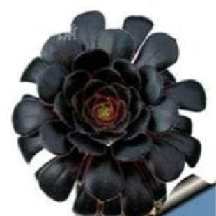 лотос псевдотрункантелла 6