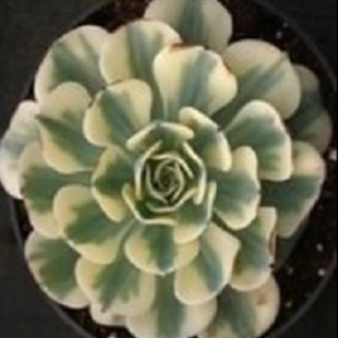 лотос псевдотрункантелла 7