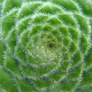 лотос псевдотрункантелла 8