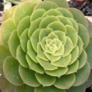 лотос псевдотрункантелла 9