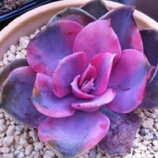 лотос псевдотрункантелла фиолетовый