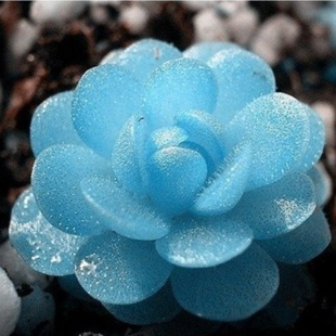 лотос псевдотрункантелла голубой