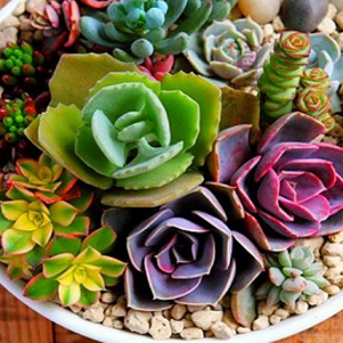 лотос псевдотрункантелла Сочный Микс