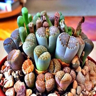 лотос псевдотрункантелла 2