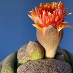 псевдотрункантелла 1