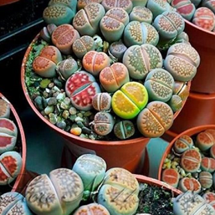 лотос псевдотрункантелла 4