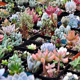 псевдотрункантелла