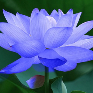 лотос синий высокий