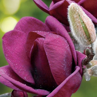 фиолетовая магнолия Юлан