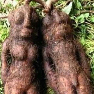 съедобный мексиканский корень Ямо