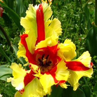 немецкий ирис Батерфляй