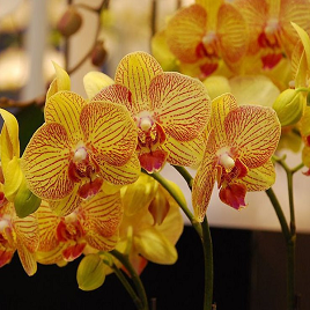 желтая пятнистая орхидея