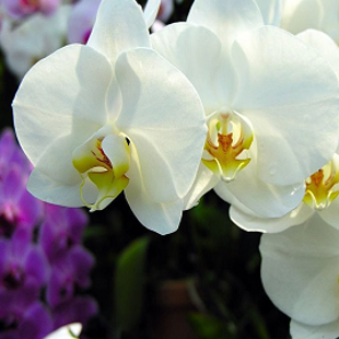 белая орхидея