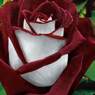 фамильная редкая красно-белая роза