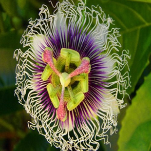 пассифлора № 1