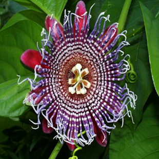 пассифлора № 2