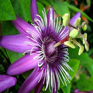 пассифлора № 3