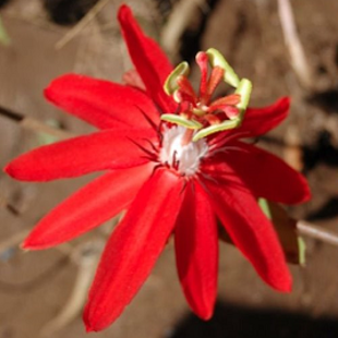 пассифлора № 4